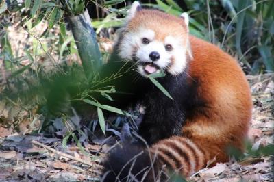 埼玉こども動物自然公園2013年度初詣（北園＆中央エリア）レッサーパンダのむしゃむしゃリンちゃん～卯年のぴょんぴょん村にスナネコのアミーラ嬢