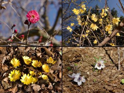 「ふかや緑の王国」の冬の花_2022_ロウバイが見頃、セツブンソウとフクジュソウは咲き始め（深谷市）