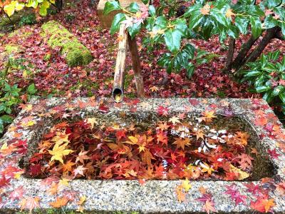 苦手な京都におそるおそる行ってみたら紅葉シーズンで大混雑だった日記①嵯峨野・嵐山と室町ゆとね