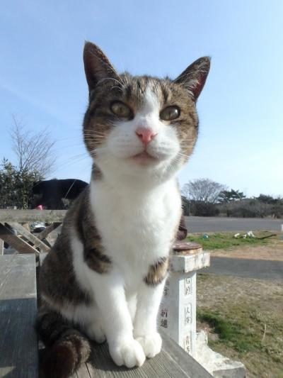 猫と平和に愛でる海（１泊３日）Vol.2 ～ そこは田代島、猫パラダイス。