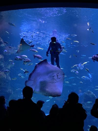 京都水族館と太秦映画村