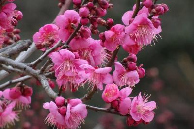 大倉山公園梅林　早咲きの梅(１０種）　２０２３