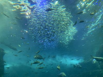 力餅と古我邸ランチと新江ノ島水族館と緑のオーブに勝手に歓喜した鎌倉・江ノ島の記録。