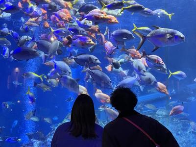 鳥羽国際ホテル泊　　ミキモト真珠島　と　鳥羽水族館へ