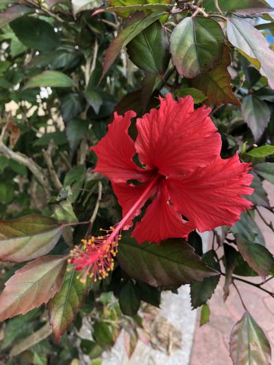 初石垣島 冬でも暖かいよ