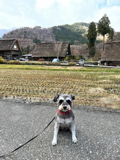 親孝行・犬孝行旅～白川郷編～