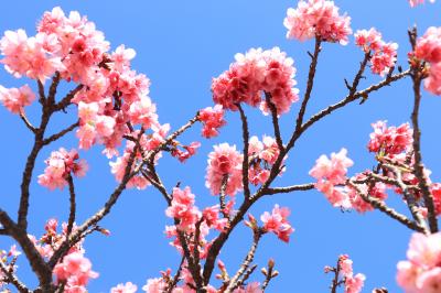 寒緋桜を見に沖縄へ　～定期観光バスで行く古宇利島・今帰仁城跡・美ら海水族館～