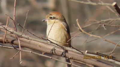 2023年森のさんぽ道でバードウオッチング⑥モズ、シジュウカラ、メジロ、エナガ