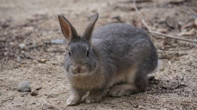 大久野島～旧日本軍の負の遺産の島からうさぎの島へ