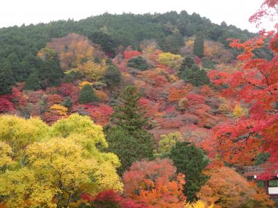 京都　圓光寺・善峯寺・光明寺