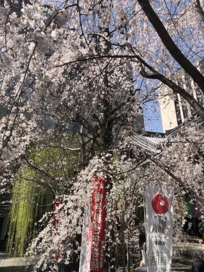 京都・六角堂、満開の枝垂れ桜。