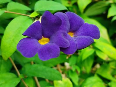 風に吹かれて 八丈島 4/9（都立八丈植物公園）