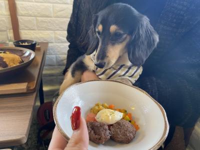 犬連れてランチ、犬とお散歩やきもの散歩道