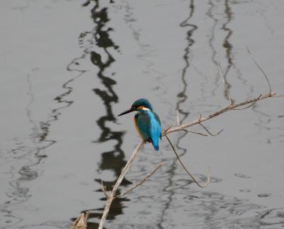 大堀川のカワセミと野鳥たち２０２３　