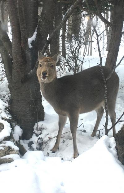 道東 サファリ列車は遅れに遅れ