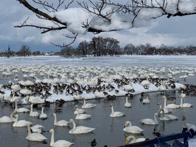 ぽんしゅ館、ほろ酔い気分の白鳥の湖♪ IN瓢湖