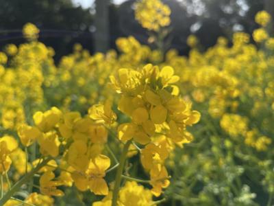 2023.1.19～23 鹿児島県で温泉三昧　その１