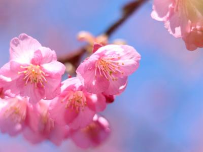 土肥温泉の土肥桜が今見頃です