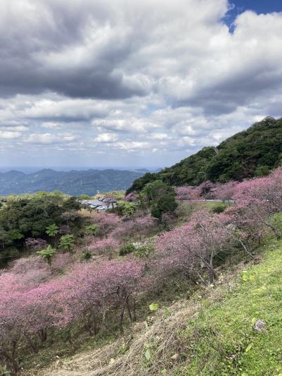 日本一早い桜を求めて(その1)