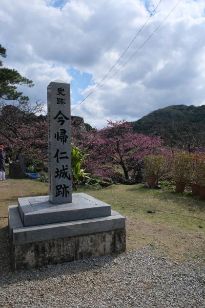 日本一早い桜を求めて(その2)