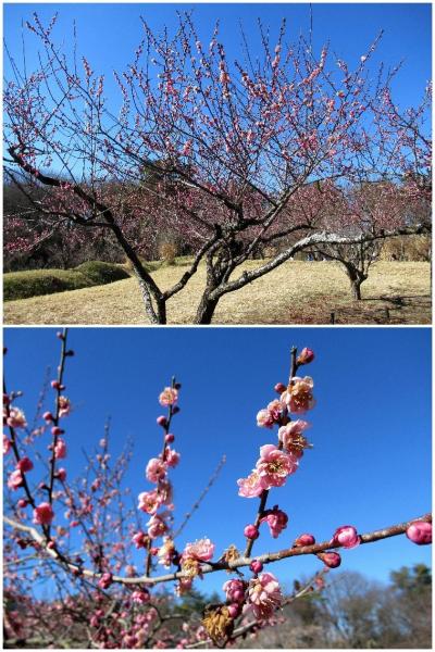 森林公園で「初梅」花さん歩