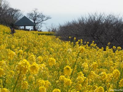 2023 早咲きの菜の花ウォッチングとアート散策＠二宮吾妻山