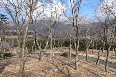 真冬の箱根旅♪　Vol.61 ☆強羅：箱根美術館　美しい日本庭園♪