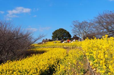 2023年2月 大磯駅~二宮駅 辺りを散策