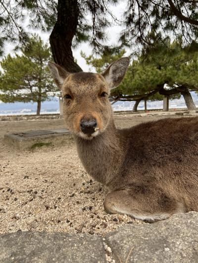 【広島】自由気ままに広島縦断♪平和学習in広島、お船に揺られて宮島編