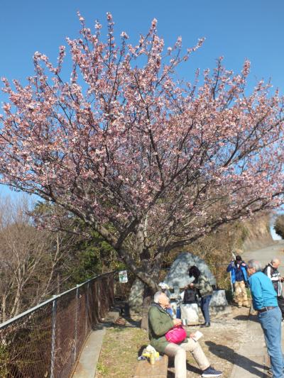 国府津山、曽我山、曽我梅林ウオーク