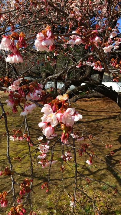 「　カンザクラ　咲く　新宿御苑　ちょこっと　散歩　」　2023