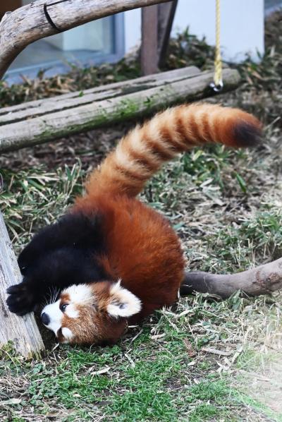 周南市徳山動物園　レッサーパンダ　キーホルダー　山口県　刺繍　zoo　ルールー 周南市徳山動物園 レッサーパンダ キーホルダー 山口県 刺繍 zoo