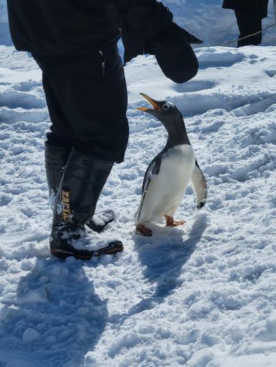 2022-23シーズン　4発目。　3週連続で北海道スノボー。　おたる水族館に立ち寄ってからルスツへ。今週の雪は本当に良かった！