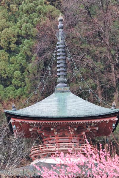 2023京の冬の旅⑤嵯峨野　法輪寺・梅宮大社の巻