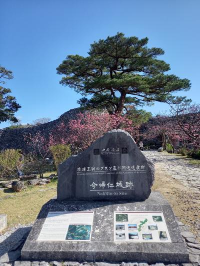 今帰仁グスク跡の寒緋桜を見てきました