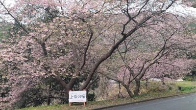今年の河津桜は山間部のほうが先に咲いていた