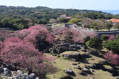 2023年1月　旅行支援「おきなわ彩発見NEXT」で今帰仁城跡と八重岳で日本一早い？お花見と沖縄料理満喫