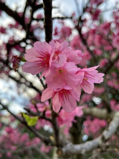 202302 桜の季節に那覇2往復