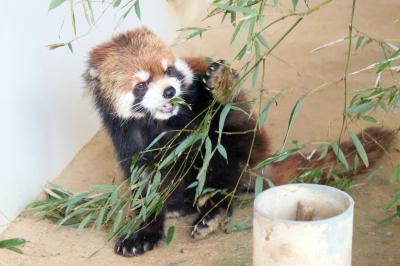 大阪京都レッサーパンダ遠征2023冬（５）福知山市動物園：【キャラ哀悼】レッサーパンダのキャラくん一家～父子３頭同居の見納めになるとは思わず