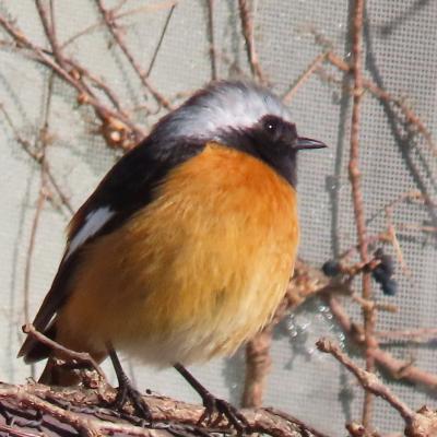 枯れ野は雪花、熱つ湯は湯花。沢渡温泉にプチ湯治【全国旅行支援】【１泊２日】