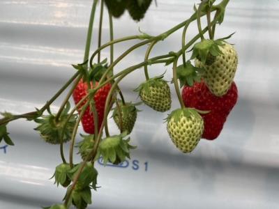 昼神温泉1泊2日~いちご狩り