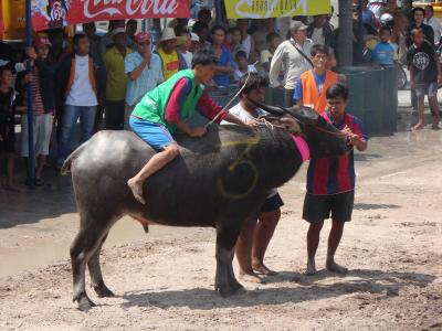 タイのお祭り 水牛レース
