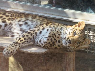 GoTo利用で遠征1-2【神戸市立王子動物園　2020/10/28・29】