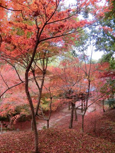 紅葉の隠れた名所を訪ねてみた 1、 シーズンを過ぎた紅葉狩りだったがまだ色づいていた