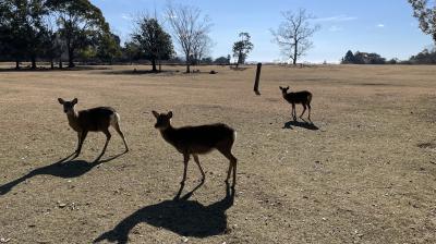 22年12月□鹿さんに会いに冬の奈良公園へ