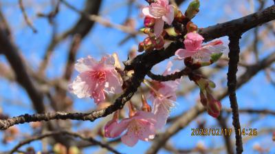 やっと咲き始めた河津桜