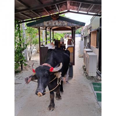 石垣島から行く竹富島&amp;小浜島の島旅