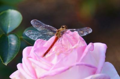 彦根市庄堺公園<バラ園>で、秋バラを楽しむ