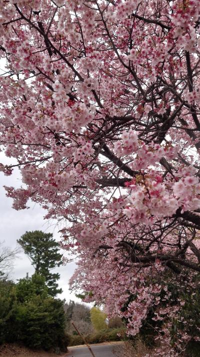 川奈ホテル一泊旅行。サフィール踊り子号に乗って。早春の寒桜を愛で、温泉でまったり。