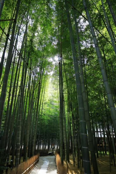 湘南散歩　～心惹かれる風景～